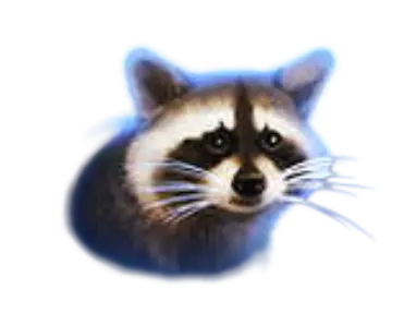 Raccoon high-value symbol
